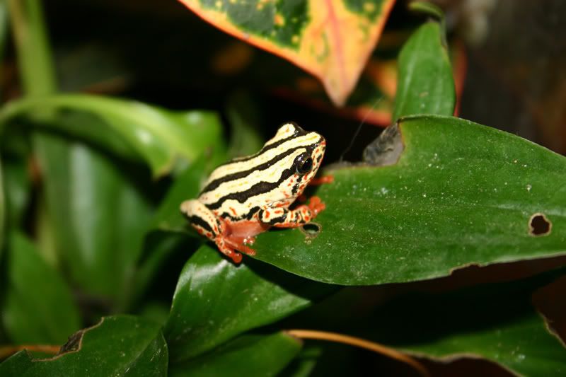 My reed frog Reptile Forums